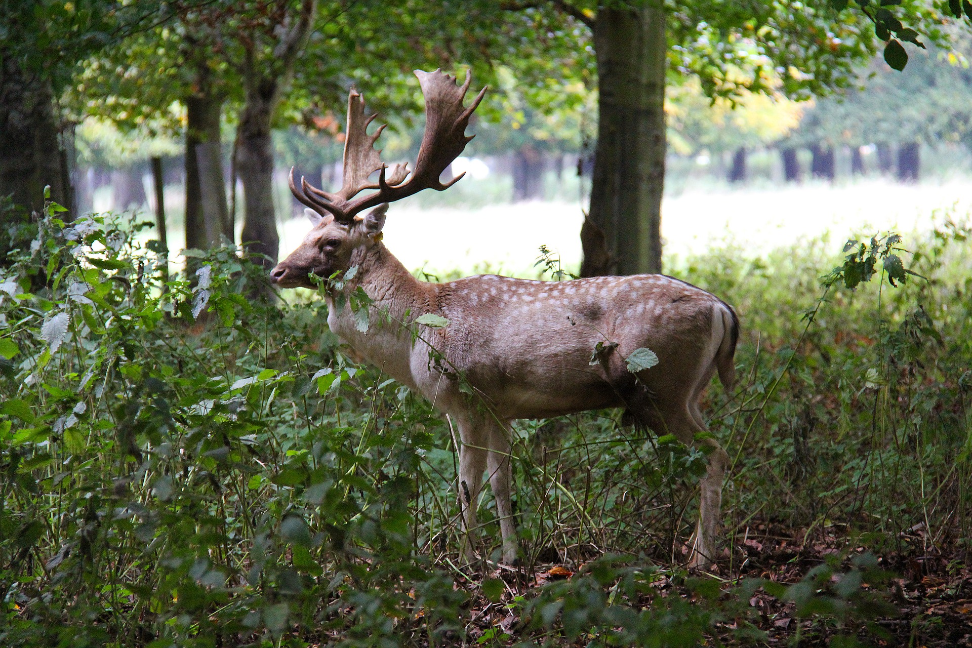 Deer - Dublin